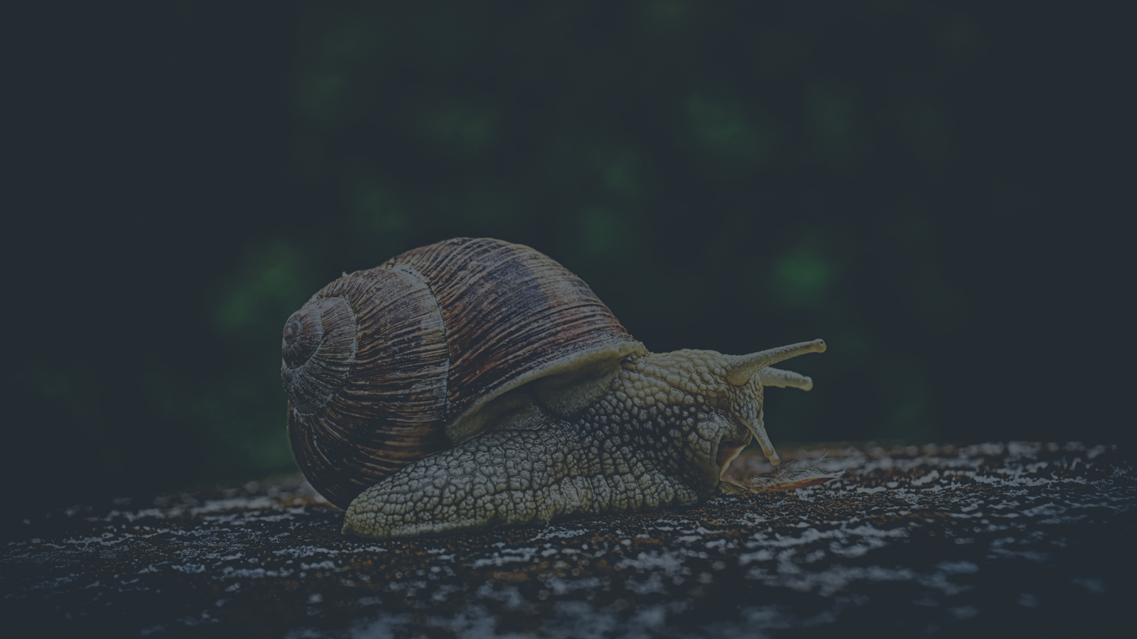 The standard Lorem Ipsum passage